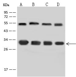 YWHAE / 14-3-3 Epsilon Antibody - Anti-YWHAE rabbit polyclonal antibody at 1:500 dilution. Lane A: HepG2 Whole Cell Lysate. Lane B: Jurkat Whole Cell Lysate. Lane C: U-251 MG Whole Cell Lysate. Lane D: A375 Whole Cell Lysate. Lysates/proteins at 30 ug per lane. Secondary: Goat Anti-Rabbit IgG (H+L)/HRP at 1/10000 dilution. Developed using the ECL technique. Performed under reducing conditions. Predicted band size: 29 kDa. Observed band size: 33 kDa.