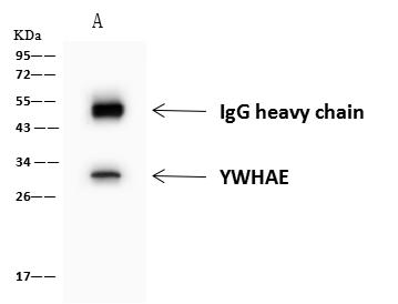YWHAE / 14-3-3 Epsilon Antibody - YWHAE was immunoprecipitated using: Lane A: 0.5 mg Jurkat Whole Cell Lysate. 4 uL anti-YWHAE rabbit polyclonal antibody and 60 ug of Immunomagnetic beads Protein A/G. Primary antibody: Anti-YWHAE rabbit polyclonal antibody, at 1:100 dilution. Secondary antibody: Goat Anti-Rabbit IgG (H+L)/HRP at 1/10000 dilution. Developed using the ECL technique. Performed under reducing conditions. Predicted band size: 29 kDa. Observed band size: 30 kDa.