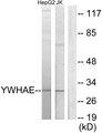 YWHAE / 14-3-3 Epsilon Antibody - Western blot analysis of extracts from HepG2 cells and Jurkat cells, using 14-3-3 e antibody.