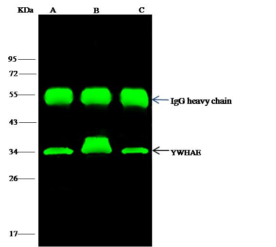 YWHAE / 14-3-3 Epsilon Antibody - YWHAE was immunoprecipitated using: Lane A: 0.5 mg Jurkat Whole Cell Lysate. Lane B: 0.5 mg HepG2 Whole Cell Lysate. Lane C:0.5 mg SH-SY5Y Whole Cell Lysate. 4 uL anti-YWHAE rabbit polyclonal antibody and 15 ul of 50% Protein G agarose. Primary antibody: Anti-YWHAE rabbit polyclonal antibody, at 1:100 dilution. Secondary antibody: Dylight 800-labeled antibody to rabbit IgG (H+L), at 1:5000 dilution. Developed using the odssey technique. Performed under reducing conditions. Predicted band size: 29 kDa. Observed band size: 34 kDa.