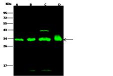 YWHAE / 14-3-3 Epsilon Antibody - Anti-YWHAE rabbit polyclonal antibody at 1:500 dilution. Lane A: HepG2 Whole Cell Lysate. Lane B: Jurkat Whole Cell Lysate. Lane C: SHSY5Y Whole Cell Lysate. Lane D: SW480 Whole Cell Lysate. Lysates/proteins at 30 ug per lane. Secondary: Goat Anti-Rabbit IgG H&L (Dylight 800) at 1/10000 dilution. Developed using the Odyssey technique. Performed under reducing conditions. Predicted band size: 29 kDa. Observed band size: 32 kDa. (We are unsure as to the identity of these extra bands.)