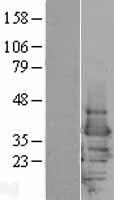 YWHAE / 14-3-3 Epsilon Protein - Western validation with an anti-DDK antibody * L: Control HEK293 lysate R: Over-expression lysate