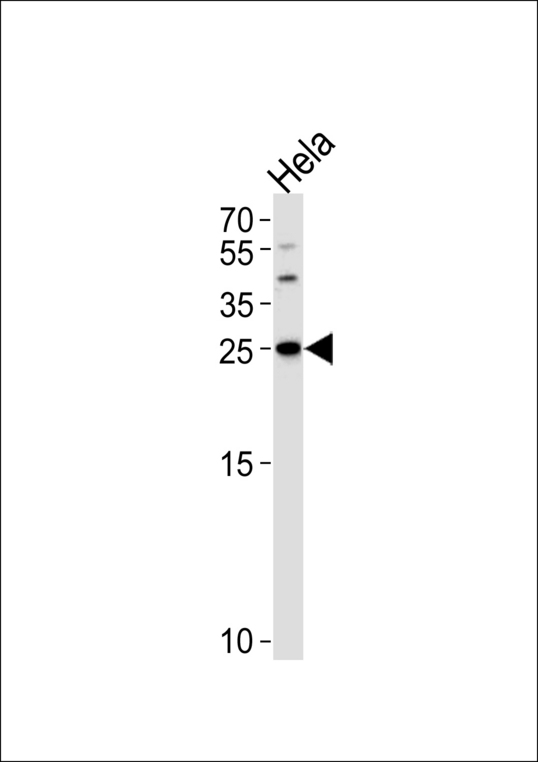 YWHAG / 14-3-3 Gamma Antibody - Western blot of lysate from HeLa cell line, using YWHAG Antibody. Antibody was diluted at 1:1000 at each lane. A goat anti-rabbit IgG H&L (HRP) at 1:5000 dilution was used as the secondary antibody. Lysate at 35ug.