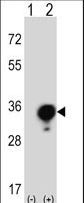 YWHAG / 14-3-3 Gamma Antibody - Western blot of YWHAG (arrow) using rabbit polyclonal YWHAG Antibody. 293 cell lysates (2 ug/lane) either nontransfected (Lane 1) or transiently transfected (Lane 2) with the YWHAG gene.