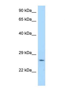 YWHAG / 14-3-3 Gamma Antibody - YWHAG / 14-3-3 Gamma antibody Western blot of Mouse Brain lysate. Antibody concentration 1 ug/ml.  This image was taken for the unconjugated form of this product. Other forms have not been tested.