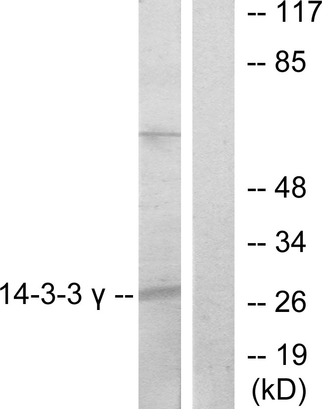YWHAG / 14-3-3 Gamma Antibody - Western blot analysis of lysates from K562 cells, treated with insulin 0.01U/ml 15', using 14-3-3 gamma Antibody. The lane on the right is blocked with the synthesized peptide.