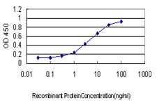 YWHAG / 14-3-3 Gamma Antibody - Detection limit for recombinant GST tagged YWHAG is approximately 0.3 ng/ml as a capture antibody.