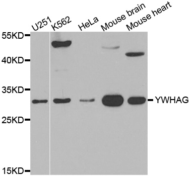 YWHAG / 14-3-3 Gamma Antibody - Western blot analysis of extracts of various cell lines, using YWHAG antibody.