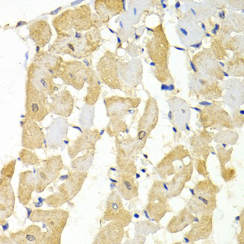 YWHAG / 14-3-3 Gamma Antibody - Immunohistochemistry of paraffin-embedded rat heart.