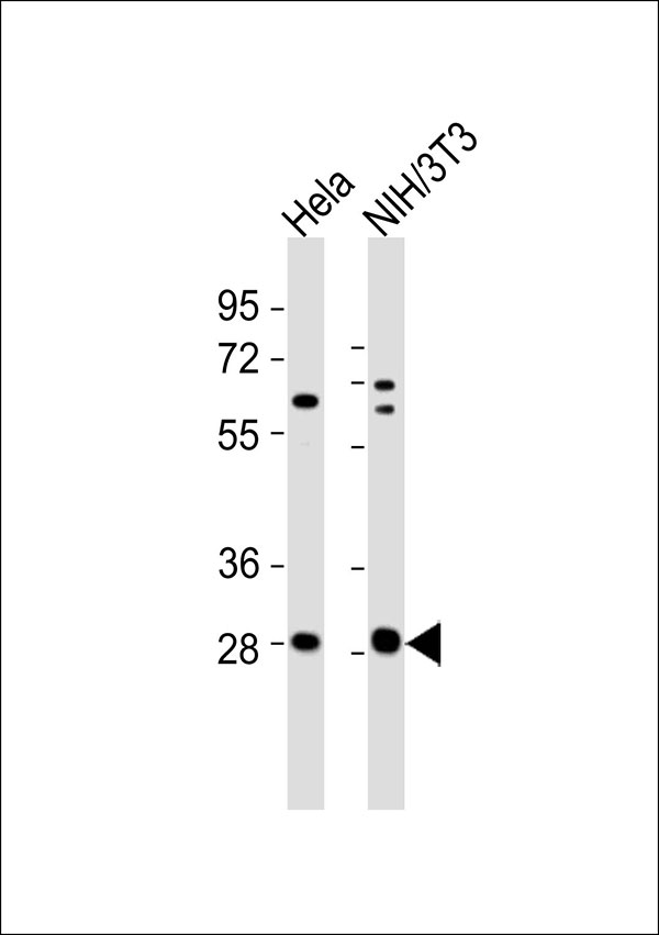 YWHAG / 14-3-3 Gamma Antibody - All lanes : Anti-14-3-3 gamma Antibody at 1:1000 dilution Lane 1: HeLa whole cell lysates Lane 2: NIH/3T3 whole cell lysates Lysates/proteins at 20 ug per lane. Secondary Goat Anti-Rabbit IgG, (H+L),Peroxidase conjugated at 1/10000 dilution Predicted band size : 28 kDa Blocking/Dilution buffer: 5% NFDM/TBST.