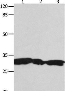 YWHAG / 14-3-3 Gamma Antibody - Western blot analysis of HeLa, 293T and Jurkat cell, using YWHAG Polyclonal Antibody at dilution of 1:1800.