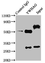 YWHAG / 14-3-3 Gamma Antibody