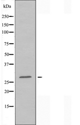 YWHAG / 14-3-3 Gamma Antibody - Western blot analysis of extracts of K562 cells treated with insulin (0.01U/ml, 15mins) using 14-3-3 gamma antibody.