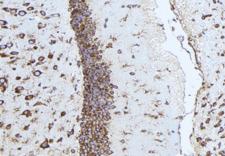YWHAG / 14-3-3 Gamma Antibody - 1:100 staining mouse brain tissue by IHC-P. The sample was formaldehyde fixed and a heat mediated antigen retrieval step in citrate buffer was performed. The sample was then blocked and incubated with the antibody for 1.5 hours at 22°C. An HRP conjugated goat anti-rabbit antibody was used as the secondary.