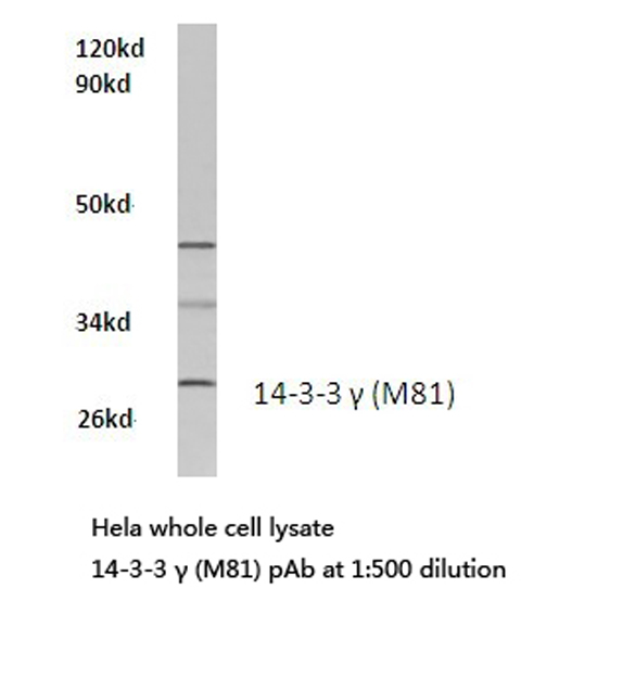 YWHAG / 14-3-3 Gamma Antibody - Western blot of 14-3-3 (M81) pAb in extracts from HeLa cells.