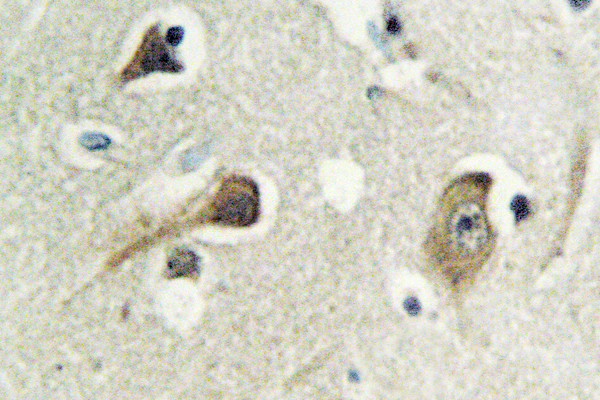 YWHAG / 14-3-3 Gamma Antibody - IHC of 14-3-3 (M81) pAb in paraffin-embedded human brain tissue.
