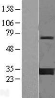 YWHAG / 14-3-3 Gamma Protein - Western validation with an anti-DDK antibody * L: Control HEK293 lysate R: Over-expression lysate