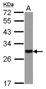 YWHAH / 14-3-3 Eta Antibody - Sample (30 ug of whole cell lysate) A: IMR32 12% SDS PAGE YWHAH / 14-3-3 Eta antibody diluted at 1:10000
