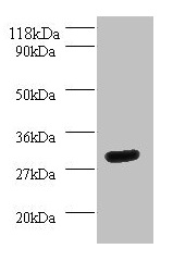 YWHAH / 14-3-3 Eta Antibody - Western blot All lanes: YWHAH antibody at 2µg/ml + Mouse spleen tissue Secondary Goat polyclonal to rabbit IgG at 1/10000 dilution Predicted band size: 29 kDa Observed band size: 29 kDa