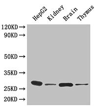 YWHAH / 14-3-3 Eta Antibody - Western Blot Positive WB detected in: HepG2 whole cell lysate, Mouse kidney tissue, Mouse brain tissue, Mouse thymus tissue All lanes: YWHAH antibody at 4.5µg/ml Secondary Goat polyclonal to rabbit IgG at 1/50000 dilution Predicted band size: 29 kDa Observed band size: 29 kDa