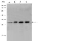 YWHAH / 14-3-3 Eta Antibody - Anti-YWHAH rabbit polyclonal antibody at 1:500 dilution. Lane A: Jurkat Whole Cell Lysate. Lane B: A375 Whole Cell Lysate. Lane C: 293T Whole Cell Lysate. Lane D: K562 Whole Cell Lysate. Lysates/proteins at 30 ug per lane. Secondary: Goat Anti-Rabbit IgG (H+L)/HRP at 1/10000 dilution. Developed using the ECL technique. Performed under reducing conditions. Predicted band size: 28 kDa. Observed band size: 28 kDa.