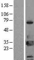 YWHAH / 14-3-3 Eta Protein - Western validation with an anti-DDK antibody * L: Control HEK293 lysate R: Over-expression lysate