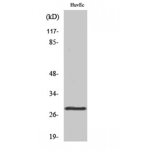 YWHAQ / 14-3-3 Theta Antibody - Western blot of 14-3-3 theta antibody