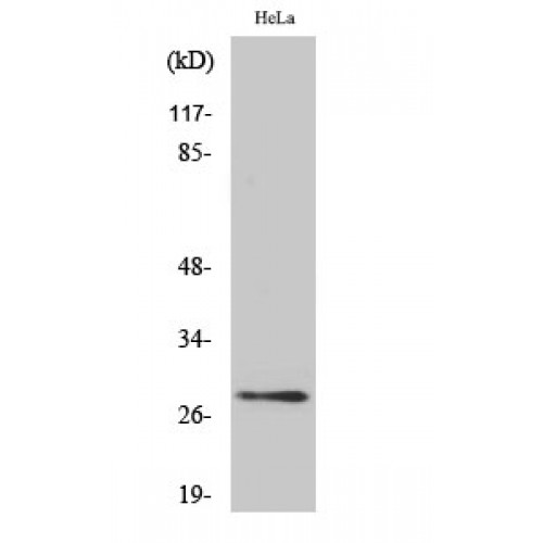 YWHAQ / 14-3-3 Theta Antibody - Western blot of 14-3-3 theta/beta antibody