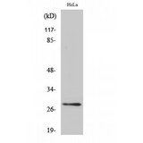 YWHAQ / 14-3-3 Theta Antibody - Western blot of 14-3-3 theta/beta antibody