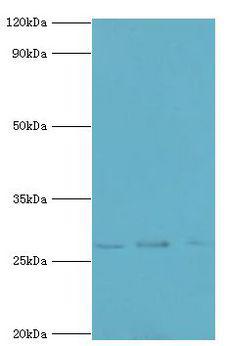YWHAQ / 14-3-3 Theta Antibody - Western blot. All lanes: 14-3-3 protein theta antibody at 4 ug/ml. Lane 1: A549 whole cell lysate. Lane 2: mouse lung tissue. Lane 3: HepG2 whole cell lysate. secondary Goat polyclonal to rabbit at 1:10000 dilution. Predicted band size: 28 kDa. Observed band size: 28 kDa.