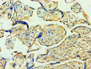 YWHAQ / 14-3-3 Theta Antibody - Immunohistochemistry of paraffin-embedded human placenta using antibody at 1:100 dilution.
