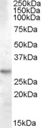 YWHAQ / 14-3-3 Theta Antibody - Antibody (0.03 ug/ml) staining of Human Brain (Hippocampus) lysate (35 ug protein in RIPA buffer). Primary incubation was 1 hour. Detected by chemiluminescence.