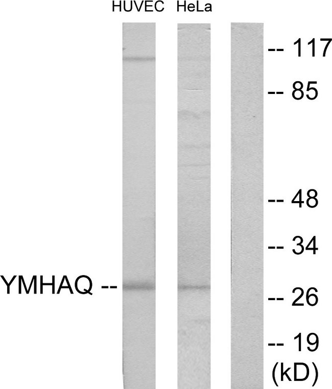 YWHAQ / 14-3-3 Theta Antibody - Western blot analysis of lysates from HUVEC and HeLa cells, using 14-3-3 thet Antibody. The lane on the right is blocked with the synthesized peptide.