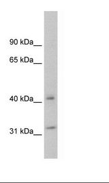 YWHAQ / 14-3-3 Theta Antibody - SVV620 Cell Lysate.  This image was taken for the unconjugated form of this product. Other forms have not been tested.