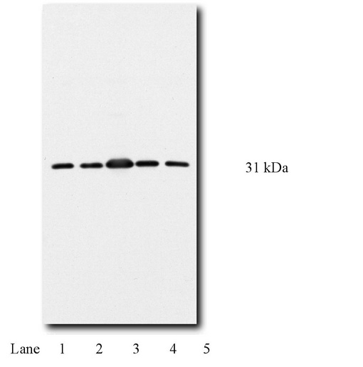 YWHAQ / 14-3-3 Theta Antibody - At right is a typical western blot (10% SDS-PAGE) of 3T3 (lane 1), PC12 (lane 2), MDBK (lane 3), Jurkat (lane 4) and normal human fibroblasts (lane 5).