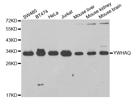 YWHAQ / 14-3-3 Theta Antibody - Western blot analysis of extracts of various cell lines.