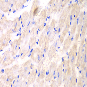 YWHAQ / 14-3-3 Theta Antibody - Immunohistochemistry of paraffin-embedded mouse heart.