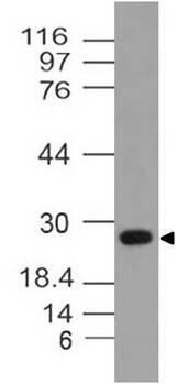 YWHAQ / 14-3-3 Theta Antibody - Fig-1: Western blot analysis of 14-3-3 Theta. Anti-14-3-3 Theta antibody was used at 2 µg/ml on mBrain lysate.