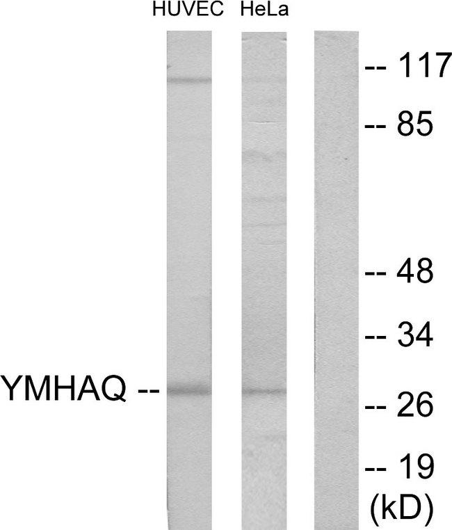 YWHAQ / 14-3-3 Theta Antibody - Western blot analysis of extracts from HUVEC cells and HeLa cells, using 14-3-3 ? antibody.