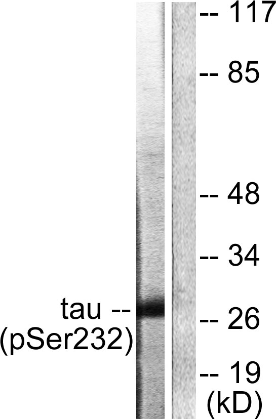 YWHAQ / 14-3-3 Theta Antibody - Western blot analysis of lysates from HeLa cells, using 14-3-3 thet/tau (Phospho-Ser232) Antibody. The lane on the right is blocked with the phospho peptide.