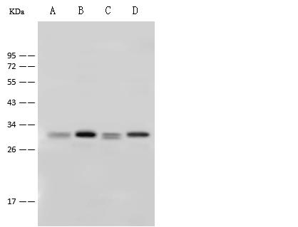 YWHAQ / 14-3-3 Theta Antibody - Anti-YWHAQ rabbit polyclonal antibody at 1:500 dilution. Lane A: MDA-MB-231 Whole Cell Lysate. Lane B: HeLa Whole Cell Lysate. Lane C: A431 Whole Cell Lysate. Lane D: Jurkat Whole Cell Lysate. Lysates/proteins at 30 ug per lane. Secondary: Goat Anti-Rabbit IgG (H+L)/HRP at 1/10000 dilution. Developed using the ECL technique. Performed under reducing conditions. Predicted band size: 28 kDa. Observed band size: 28 kDa.