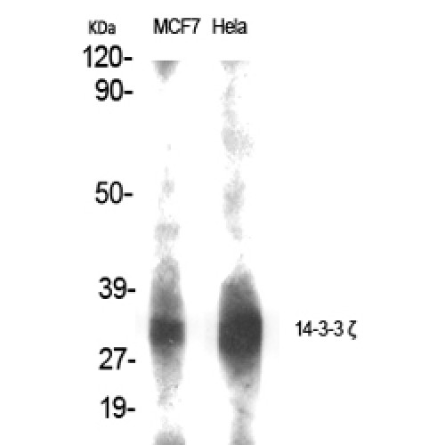 YWHAZ / 14-3-3 Zeta Antibody - Western blot of 14-3-3 zeta antibody