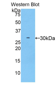 YWHAZ / 14-3-3 Zeta Antibody - Western blot of recombinant YWHAZ / 14-3-3 Zeta.  This image was taken for the unconjugated form of this product. Other forms have not been tested.