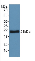 YWHAZ / 14-3-3 Zeta Antibody - Western Blot; Sample: Recombinant YWHAz, Human.