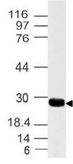 YWHAZ / 14-3-3 Zeta Antibody - Fig-1: Western blot analysis of 14-3-3 Zeta. Anti-14-3-3 Zeta antibody was used at 4 µg/ml on MOLT-4 lysate.