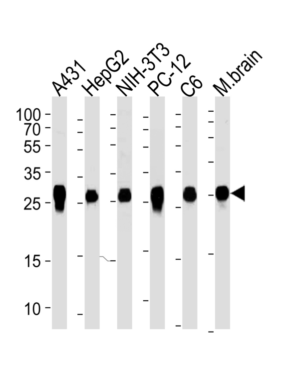 YWHAZ / 14-3-3 Zeta Antibody - Western blot of lysates from A431, HepG2, mouse NIH/3T3, rat PC-12 and C6 cell line, mouse brain tissue (from left to right) with YWHAZ Antibody. Antibody was diluted at 1:1000 at each lane. A goat anti-mouse IgG H&L (HRP) at 1:5000 dilution was used as the secondary antibody. Lysates at 35 ug per lane.