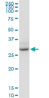 YWHAZ / 14-3-3 Zeta Antibody - YWHAZ monoclonal antibody (M04), clone 1B3. Western Blot analysis of YWHAZ expression in HL-60.