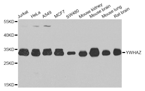 YWHAZ / 14-3-3 Zeta Antibody - Western blot analysis of extracts of various cell lines.
