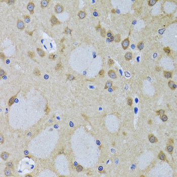YWHAZ / 14-3-3 Zeta Antibody - Immunohistochemistry of paraffin-embedded mouse brain tissue.
