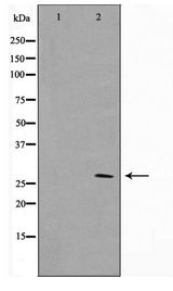 YWHAZ / 14-3-3 Zeta Antibody - Western blot of NIH-3T3 cell lysate using 14-3-3 zeta Antibody